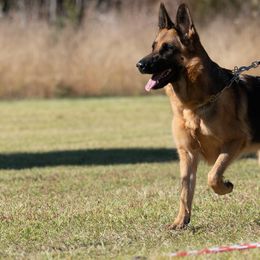 German Shepherds from Vom Eisenhunde