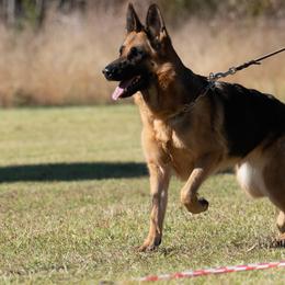 German Shepherds from Vom Eisenhunde