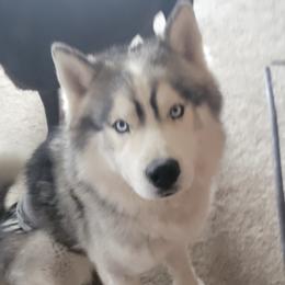 Siberian Huskies from Von Reiser Kennel