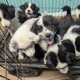Australian Shepherd, Great Dane, and Great Pyrenees Puppies from AEW Farm