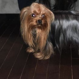 Yorkshire Terrier All Grown Up from Yorkies of Western Michigan