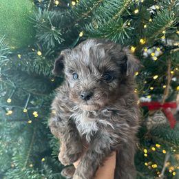 Blaze - Blue merle male Aussiedoodle puppy in Kalamazoo, Michigan from Creekside Ranch