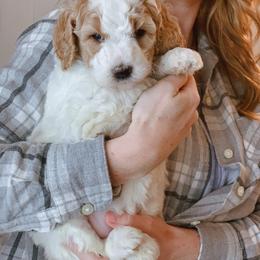 Goldendoodle Puppies from Carmel Classy Doodles