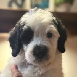 Snickers - Male - Black and white Sheepadoodle puppy in Surprise, Arizona from Desert Lily Doodles
