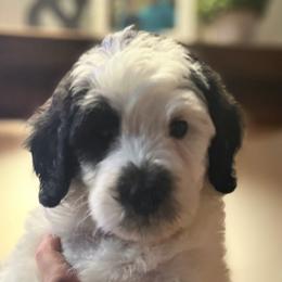 Snickers - Male - Black and white Sheepadoodle puppy in Surprise, Arizona from Desert Lily Doodles