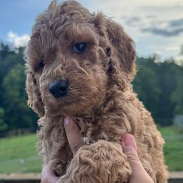 Blue Collar - Red  male Poodle puppy in Murrayville, Georgia from Spoiled Rotten Kennels