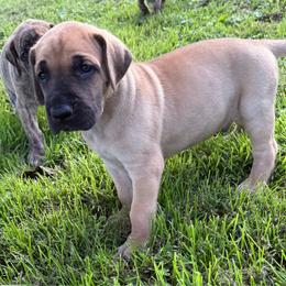 Boy 2 - Fawn male Great Dane puppy in Indianola, Iowa from Bull West Kennels