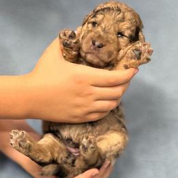 Molly - Merle female Assorted Doodle Crosses puppy in Kansas City, Missouri from Beary GoldenDoodles