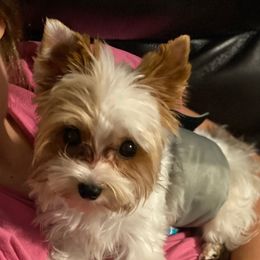 Eddie - Yorkshire Terrier