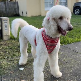 Luna - Poodle