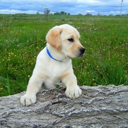 Labrador Retriever Puppies from Bringan Labrador Retrievers