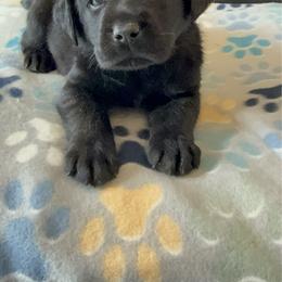 Gray - Black female Labrador Retriever puppy in Medford, Oregon from Valley View English Labs