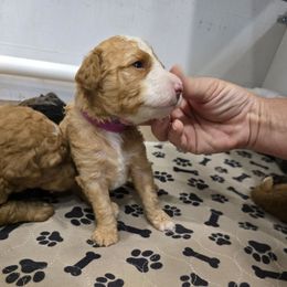 Pink Collar Female - Red female Double Doodle puppy in Killeen, Texas from Parrish Precious Ones Texas