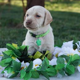 Labrador Retriever puppies from Aloha Lab Pups of SW Colorado