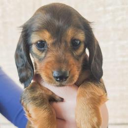 Miss Yellow - Brindle female Dachshund puppy in Virginia City, Nevada from V.C. Weenies