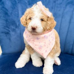 Rose - Girl 1 - Red female Bernedoodle puppy in Bellville, Ohio from Bernedoodle Buddies
