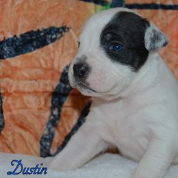 Dustin - male Alapaha Blue Blood Bulldog puppy in Walbridge, Ohio from United Alapaha Bulldogs