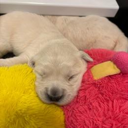 George - Light golden male Golden Retriever puppy in Pleasant Hill, Missouri from KCs Golden Dream