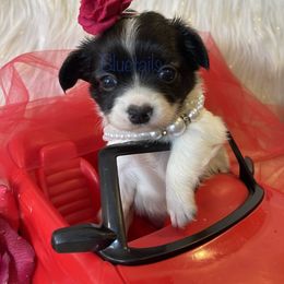 Chihuahua and Dachshund Puppies from Blue Tails Farm