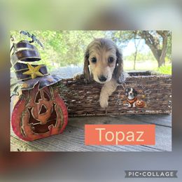 Topaz - Cream male Dachshund puppy in Hockley, Texas from Shans Down Home Doxies