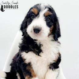 D'Angelo - male Australian Mountain Doodle puppy in Tipton, Indiana from Country Creek Doodles