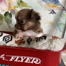Fin - Chocolate and white male Chihuahua puppy in Red Bluff, California from Aye Chihuahua