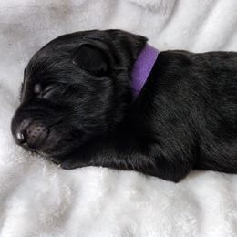 German Shepherd Puppies from Prolific Northwest K9s