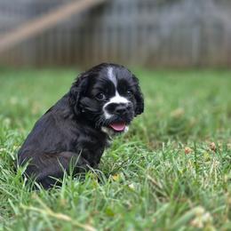 Faith - Black and tan female Cocker Spaniel puppy in Winston Salem, North Carolina from The Hearthstead