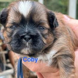 Coby - Tricolor male Shih Tzu puppy in Bloomfield, Indiana from Meihem Pups