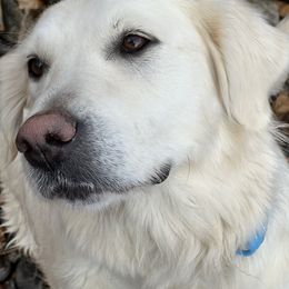 Shelby - Golden Retriever