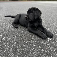 Labrador Retriever Puppies from Peachey Labradors