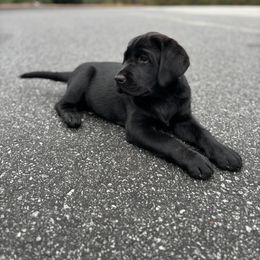 Labrador Retriever Puppies from Peachey Labradors
