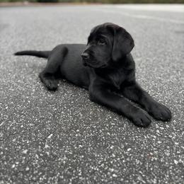 Labrador Retriever Puppies from Peachey Labradors