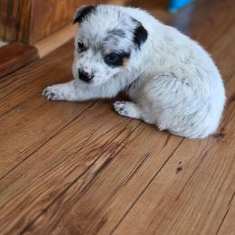 Tom - Blue male Australian Cattle Dog puppy in Red Bluff, California from 3R Ranch / Australian cattle dogs