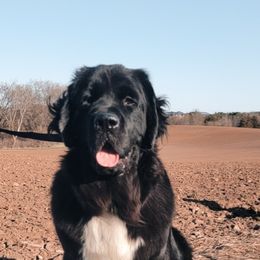 Scottie - Newfoundland
