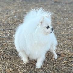 Winter Shine - Pomeranian