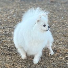 Winter Shine - Pomeranian