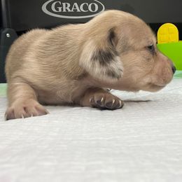 Dior - Dapple male Dachshund puppy in Tulare, California from Dreamy Creamies
