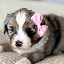 Honey - Blue merle female Miniature Australian Shepherd puppy in Chelsea, Oklahoma from Elite Puppies of Oklahoma