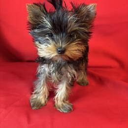 VD teal girl - Blue and gold female Yorkshire Terrier puppy in Alburnett, Iowa from Hobbs Shire Yorkies