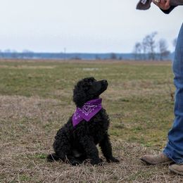 Poodle Puppies from Twisted Oak Poodles