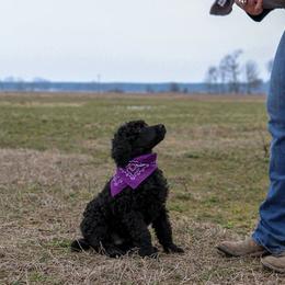 Poodle Puppies from Twisted Oak Poodles