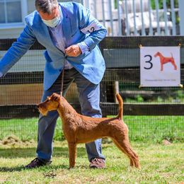 Kidd - Irish Terrier