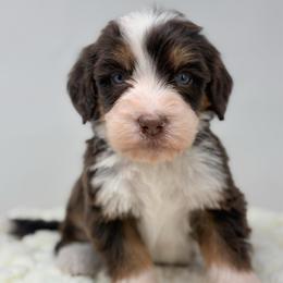 Rhythm - Brown male Bernedoodle puppy in Fleming, Colorado from Vandenbark Doodles