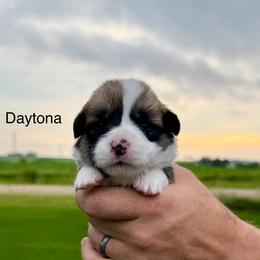 Female 1 - Red female Pembroke Welsh Corgi puppy in Waverly, Iowa from Kindred Corgis