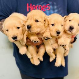 Midge - Golden female Golden Retriever puppy in Saint Pauls, North Carolina from Copperfield’s Goldens
