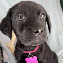 Luna - Black female Labrador Retriever puppy in Grants Pass, Oregon from KnR Antler Dogs