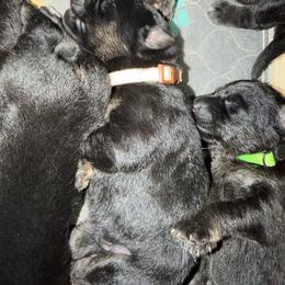 Brown collar male - Bi-color male German Shepherd puppy in Centralia, Illinois from Janices AKC German Sheperds LLC