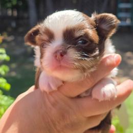 Chihuahua puppies from Golden State Chihuahuas