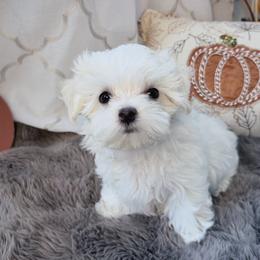 Dolly - White female Maltese puppy in Colorado Springs, Colorado from MiaMiaMaltese Colorado